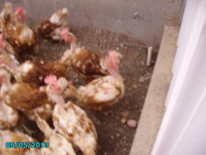 Chickens before depopulation